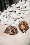 Coquillage décoratif Cypraea Tigris