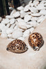 Decorative shell Cypraea Tigris